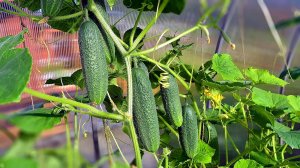 Формируем огурцы