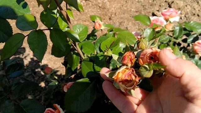 Роза Чиппендейл  или Абрахам Дерби роза, кто лучше??