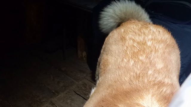 исполнил мелодию для востока на варгане. смотреть онлайн