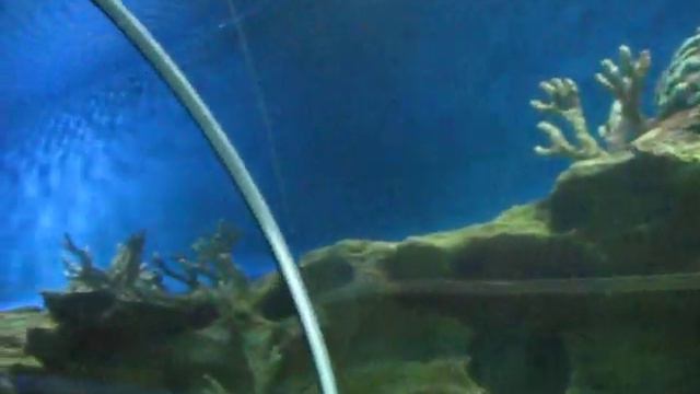 Океанариум (Питер) смотреть онлайн