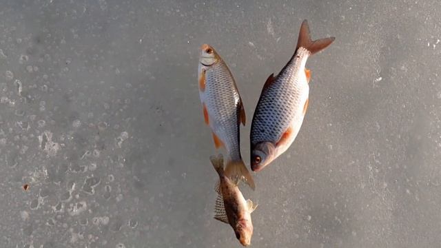 Отчет о рыбалке на Белоярском водохранилище 31 марта 2020 года. смотреть онлайн