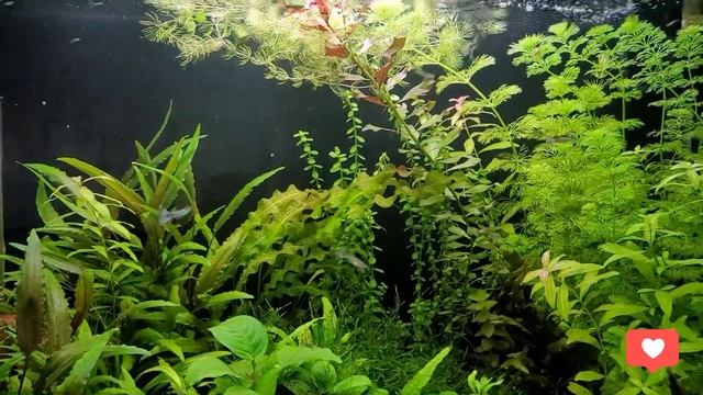 Аквариум с гуппи после отпуска /Guppy aquarium after vacation смотреть онлайн