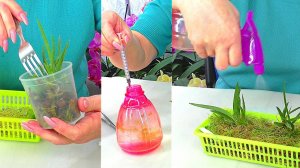 Миниатюрная орхидея Толумния, пересадка двух орхидей в корзинку. Удобрение Аминосил. Полив и уход...