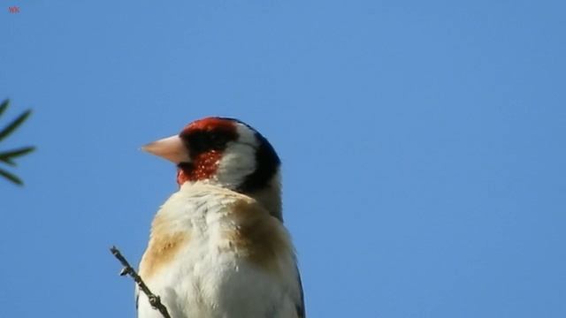 Обыкновенный щегол (нем. Stieglitz) (анг. European goldfinch) (фр. Chardonneret élégant) смотреть онлайн