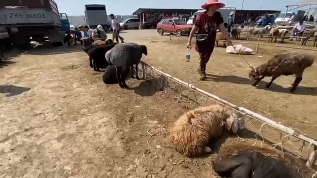 Козы.Кой Арзан бағада Тараз мал базарында??/Атбазар смотреть онлайн