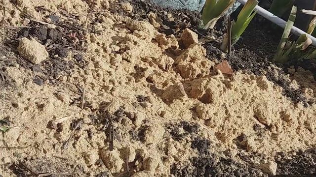 Обзор первой клумбы весной, нужен совет! смотреть онлайн