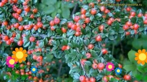 Кизильник горизонтальный. Краткий обзор, описание характеристик cotoneaster horizontalis