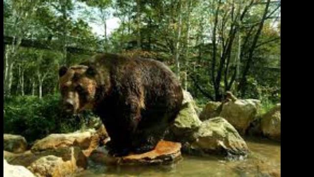 Интересные факты о медведях. смотреть онлайн