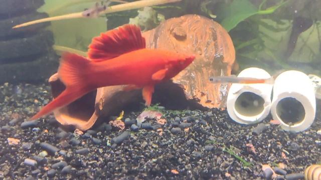 Меченосец Брокколи | Xiphophorus hellerii "Broccoli" | редкие меченосцы смотреть онлайн