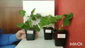 Пеларгон Пикчерс представляет: Сим сорта - пополнение коллекции )))