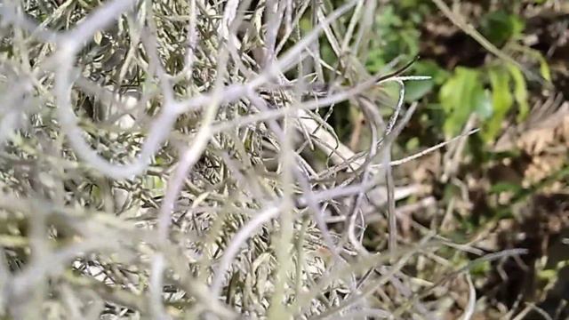 Barba de Pau ou de Velho (Tillandsia usneoides) #Barbadepau #Tillandsiausneoides #spanishmoss смотреть онлайн