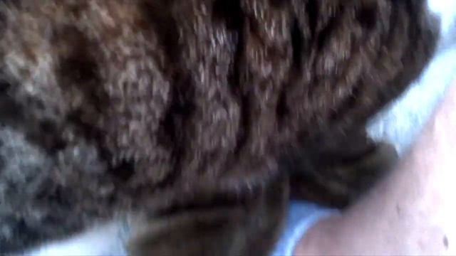 Cat смотреть онлайн