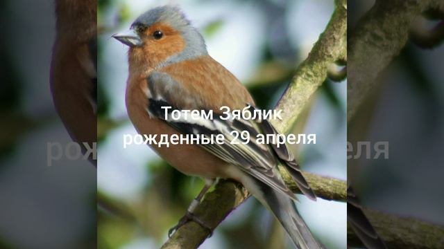 Тотем Зяблик рождённые 29 апреля смотреть онлайн