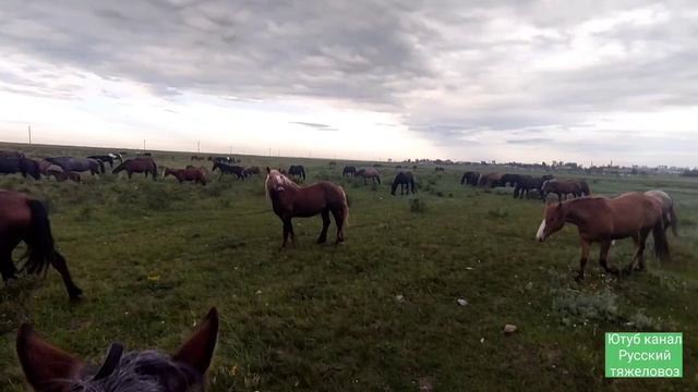 Смешались табуны, возник спор. смотреть онлайн