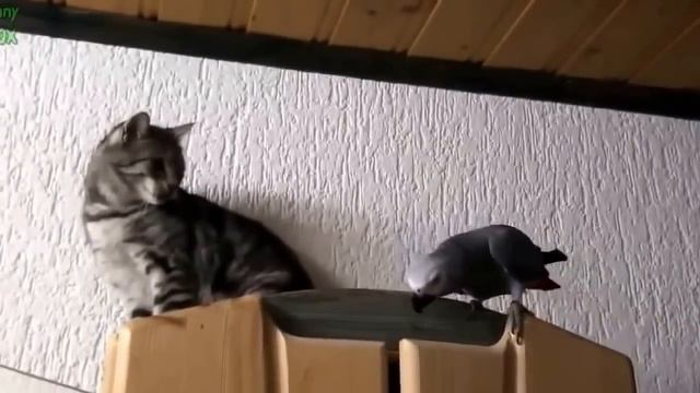 Попугаи-приколисты=) смотреть онлайн