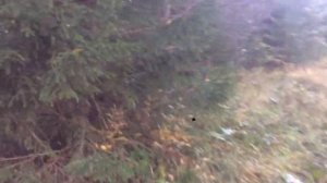 Охота на зайца гончими в Пермском крае. Запечатлил на видео самое интересное.