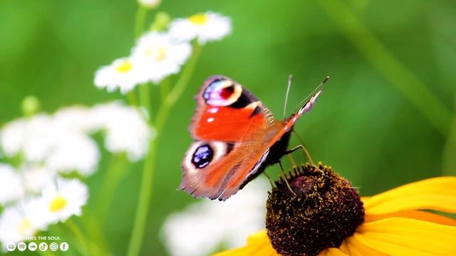 Музыка для души ? Нежная лечебная музыка здоровья и для успокоения нервной системы #4 смотреть онлайн