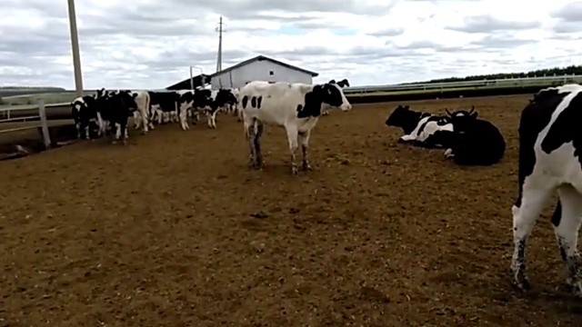 Чёрно-пёстрая молочная порода коров. Племенные породы КРС продажа 8965617005 WhatsApp смотреть онлайн