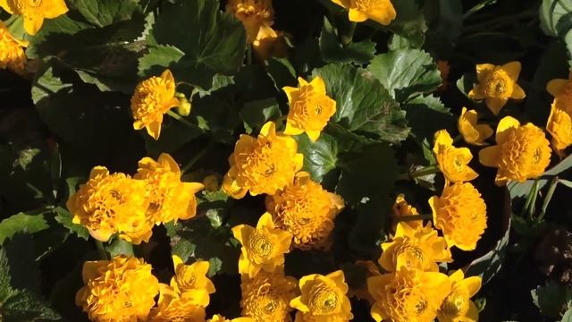 Калужница Мультиплекс смотреть онлайн