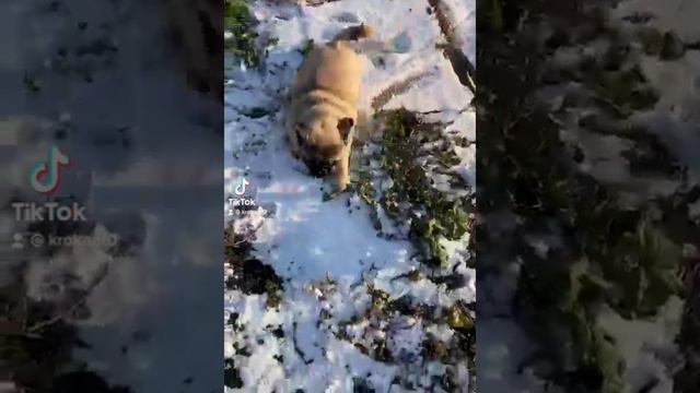 Когда очень весело…