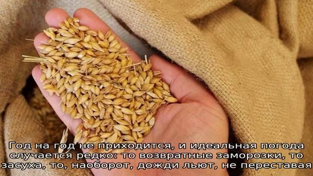 Какова урожайность пшеницы с 1 га и от чего она зависит смотреть онлайн