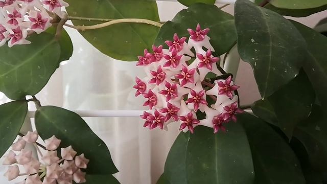 Цветёт хойя Patricia (Патриция) ? Как я притеняю хойи на окне. смотреть онлайн