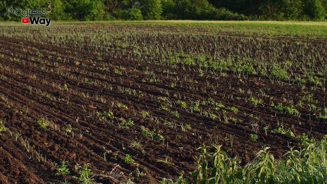 ВСЕ САМОЕ ВАЖНОЕ о ПОСАДКЕ ЧЕСНОКА на зиму для ОГРОМНЫХ урожаев! смотреть онлайн
