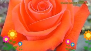 Роза чайно-гибридная Корвет. Краткий обзор, описание характеристик, где купить саженцы Corvette