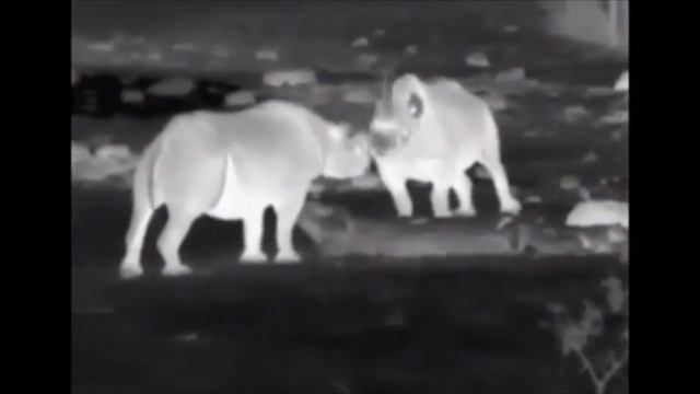 Носороги в тепловизор смотреть онлайн