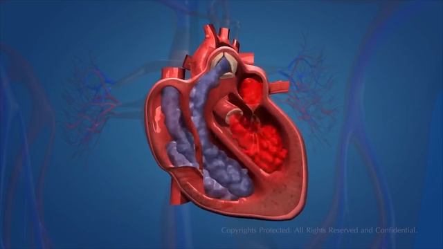 Human Circulatory System смотреть онлайн