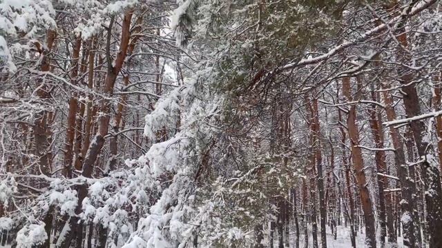 Зимняя природа. Красота зимнего леса. смотреть онлайн