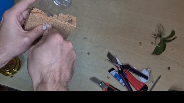 Новый вид посадки орхидеи фаленопсис на блок, с фитильным автополивом ! смотреть онлайн