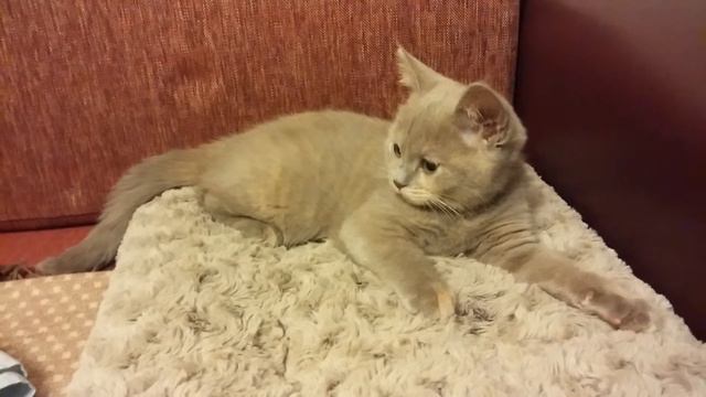 Бася месит тесто смотреть онлайн