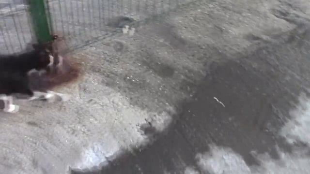 Спасла мужика. Преследую котика. Столовая "Крым" . Ялта. смотреть онлайн