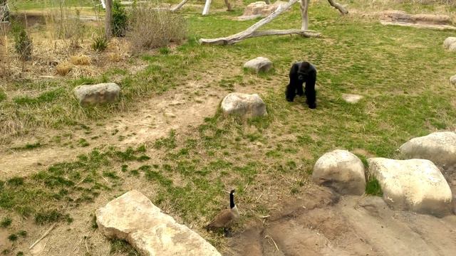 Gorilla vs. Goose смотреть онлайн