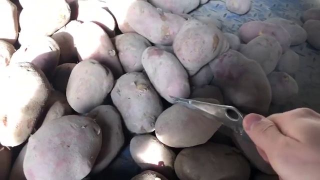 КХ Нива. Наш картофель в разрезе. смотреть онлайн