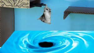 Хомяк решил проверить свои силы