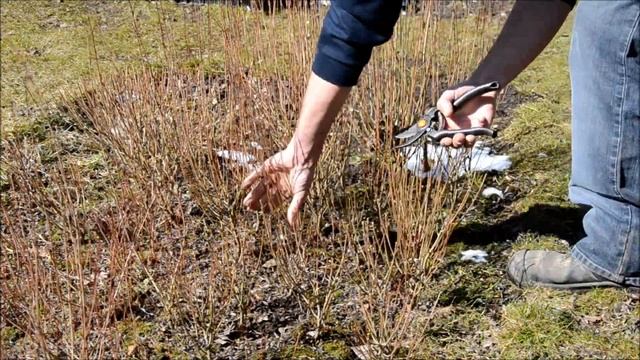 Salix Purpurea Pruning