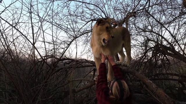 Утренняя гимнастика и распевка у львиц смотреть онлайн