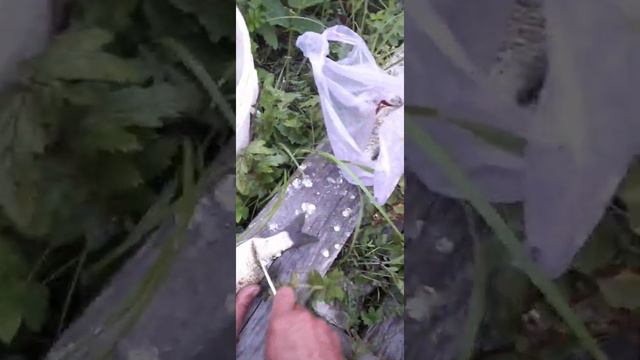 Рыбалка на р.Чик и секретном озере смотреть онлайн