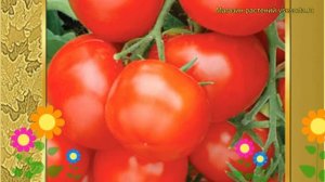 Томат сортовой Красная Шапочка. Краткий обзор, описание характеристик Krasnaya Shapochka