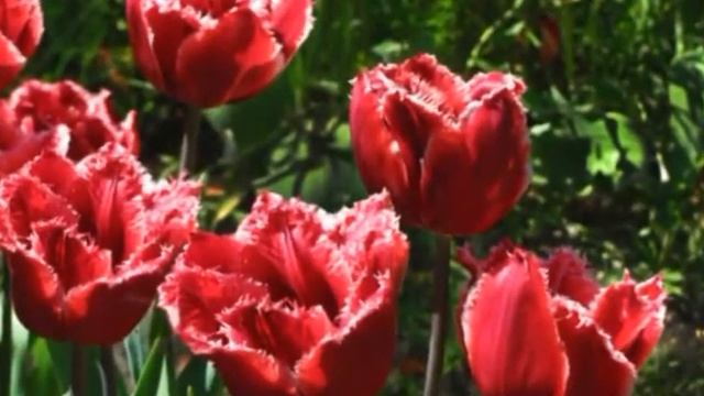ТЮЛЬПАНЫ КИЕВА - красота и восторг. смотреть онлайн