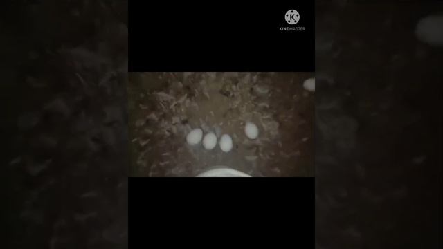 Village Creatures duck egg for taking ????????????????????? смотреть онлайн