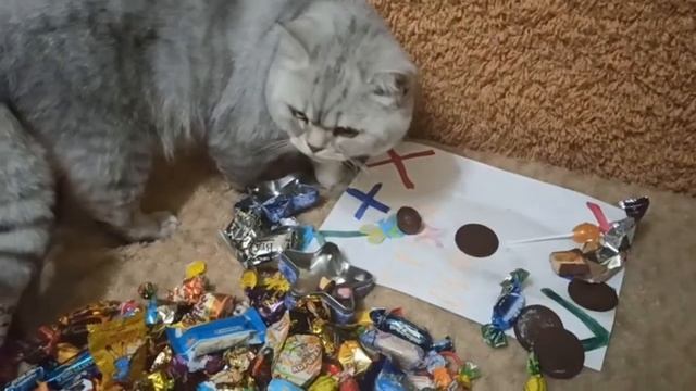 Кот ест конфеты! Кузя правда любит конфеты, просто удивительно! смотреть онлайн