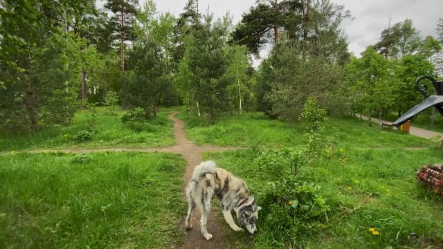 Мы в парке! смотреть онлайн