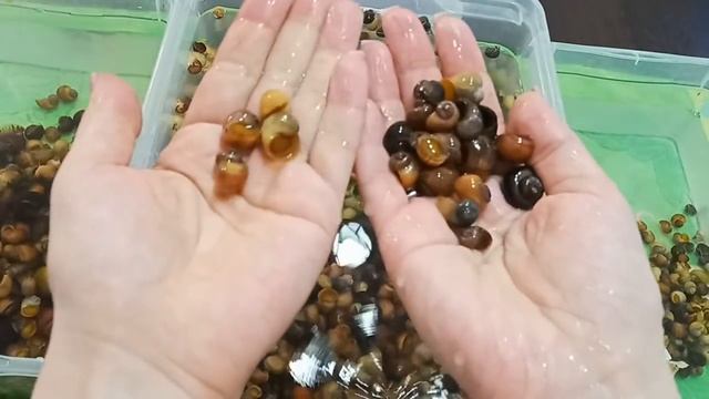 Сортировка ампулярий / Провокационные темы в аквариумистике смотреть онлайн