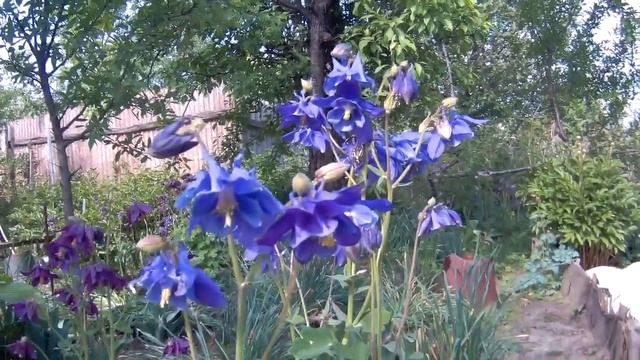 Водосборы смотреть онлайн