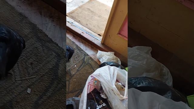 Ворон на даче 3 смотреть онлайн