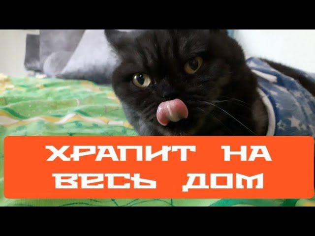 и храп раздаётся на весь дом... Матильда отдыхает. смотреть онлайн