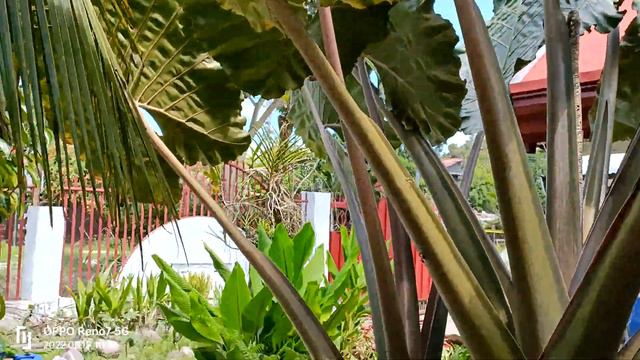 Alocasia Plumbea Nigra
